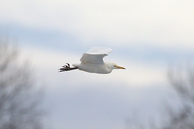 Héron garde-boeufs  - Werner Petutschnig