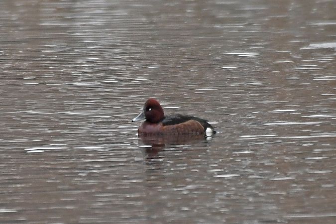 Fuligule nyroca  - Anonyme