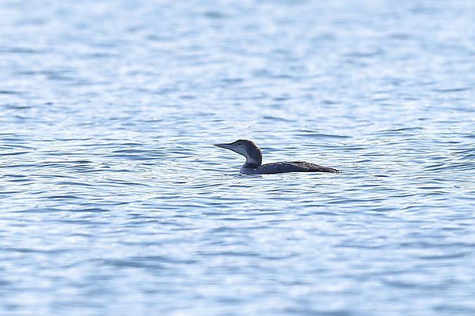 Plongeon imbrin  - Anonyme