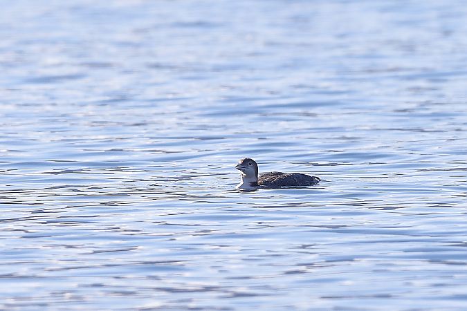 Plongeon imbrin  - Anonyme