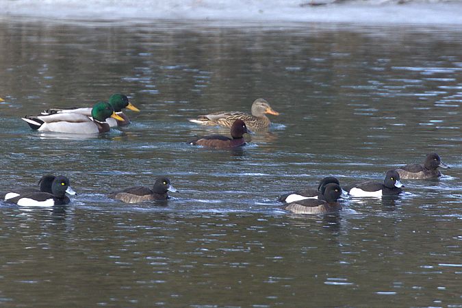 Fuligule nyroca  - Werner Petutschnig