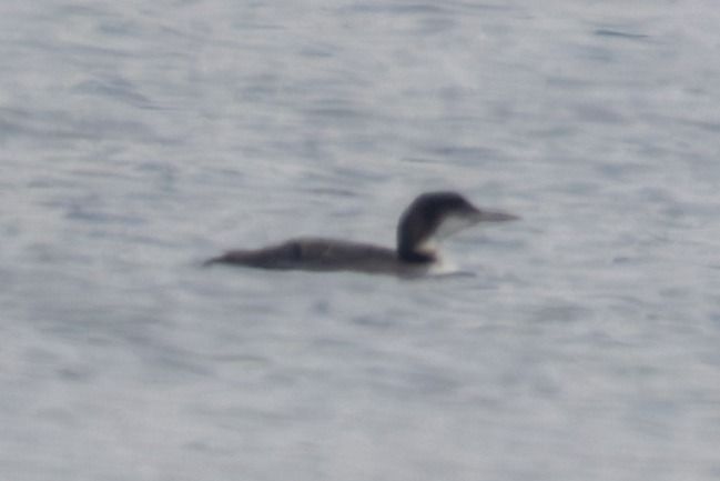 Plongeon imbrin  - Holger Köhler