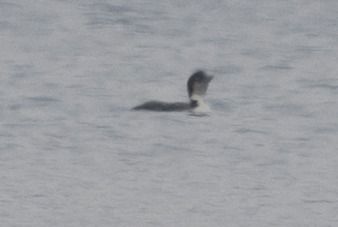 Plongeon imbrin  - Holger Köhler