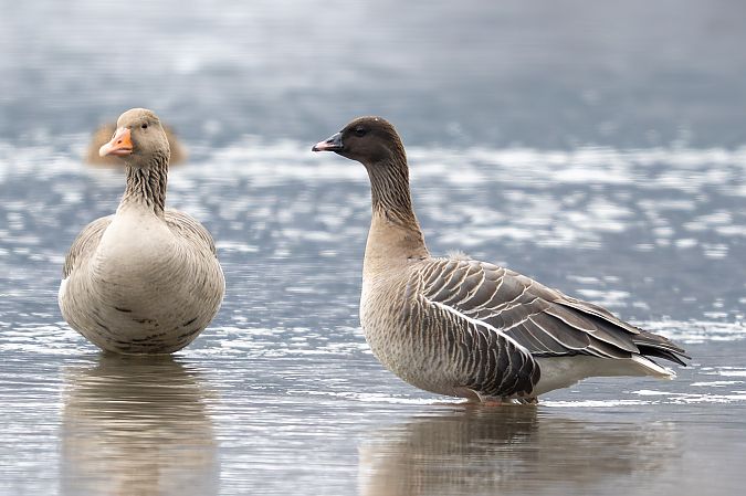 Oie à bec court  - Holger Köhler