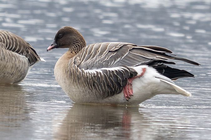 Oie à bec court  - Holger Köhler