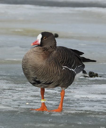 Oie naine  - Christine Medicus
