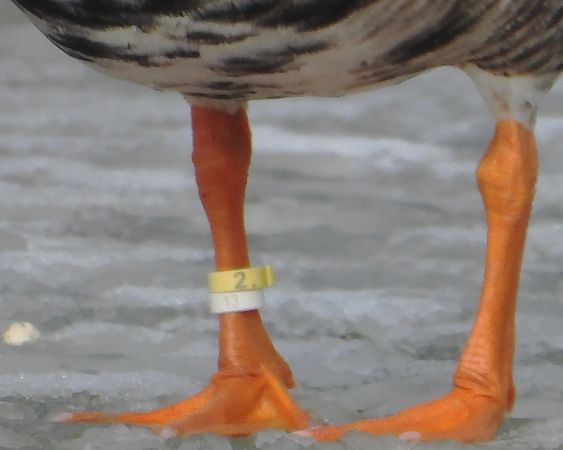 Oie naine  - Christine Medicus