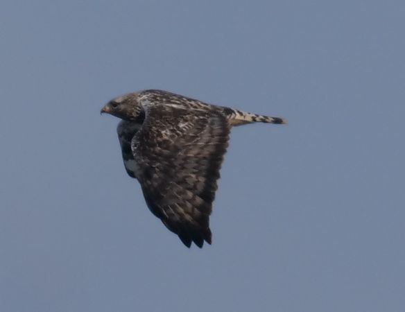 Buse pattue  - Helmut Schaffer