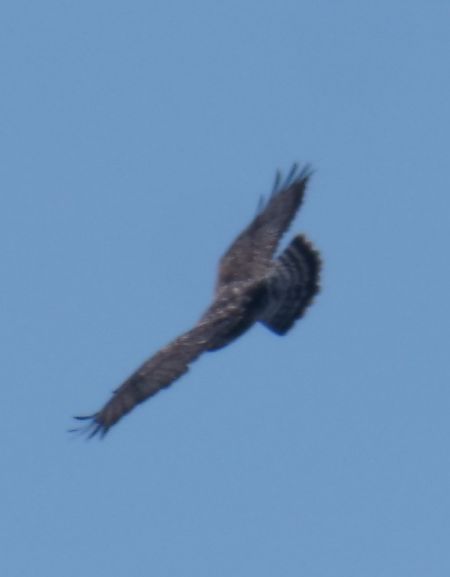 Buse pattue  - Helmut Schaffer