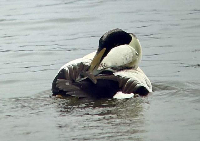 Eider à duvet  - Helmut Schaffer