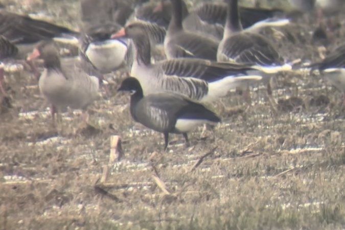Bernache cravant à ventre sombre 