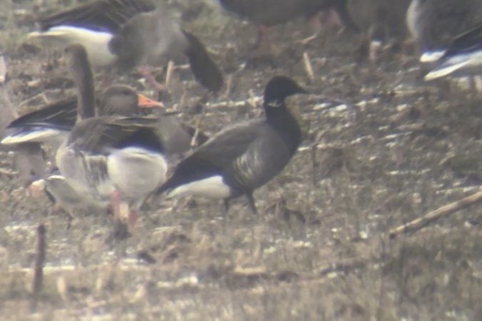Bernache cravant à ventre sombre 