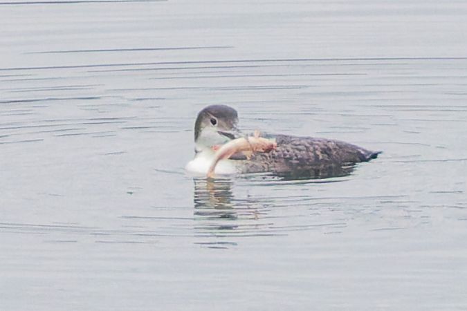 Plongeon imbrin  - Florian Berzsenyi