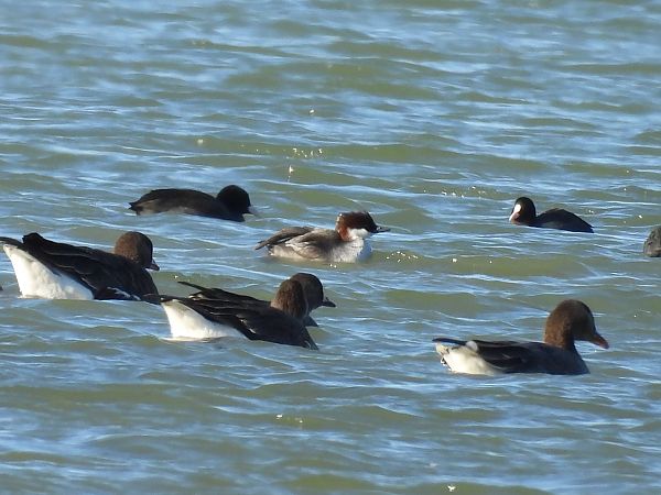 Harle piette  - Benjamin Hofmann