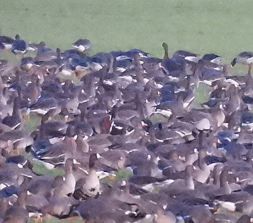 Bernache à cou roux  - Benjamin Hofmann