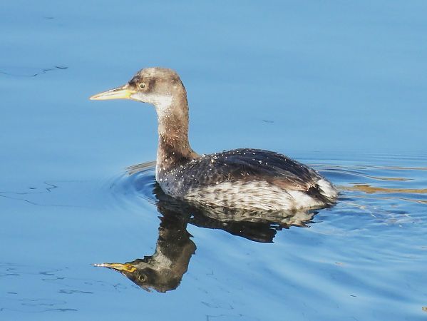 Grèbe jougris  - Benjamin Hofmann