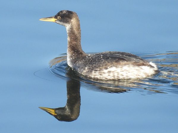Grèbe jougris  - Benjamin Hofmann