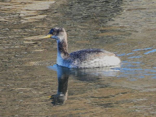 Grèbe jougris  - Benjamin Hofmann