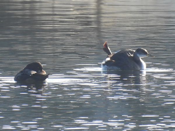Grèbe jougris  - Benjamin Hofmann
