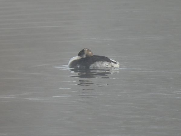 Grèbe jougris  - Benjamin Hofmann