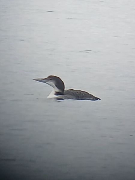 Plongeon imbrin  - Dario Track