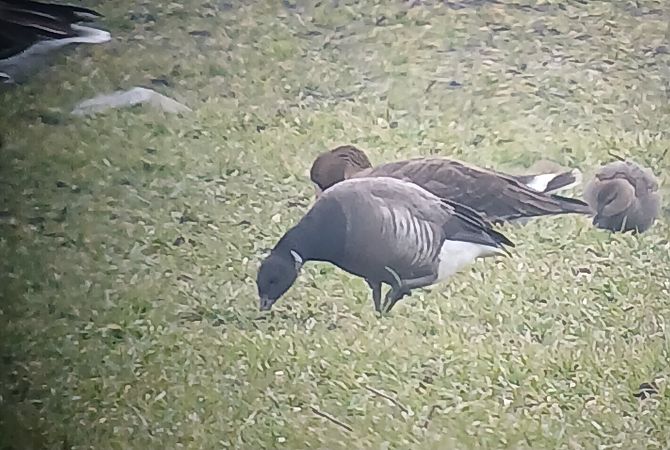 Bernache cravant à ventre sombre  - Dario Track