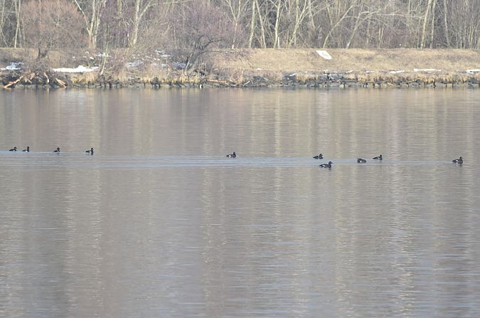 Macreuse brune  - Fabian Gallhammer