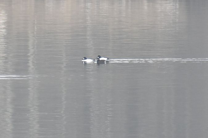 Macreuse brune  - Fabian Gallhammer