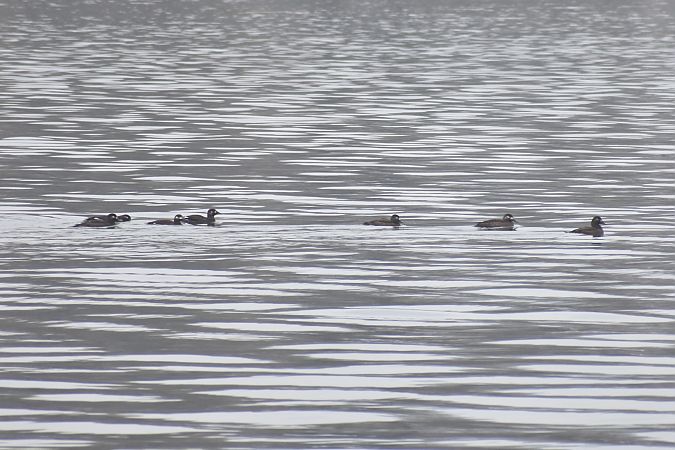 Macreuse brune  - Fabian Gallhammer