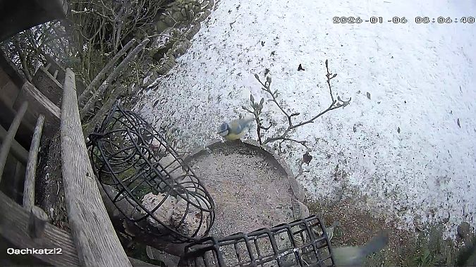 Hybride Mésange azurée x bleue  - Robert Kandler