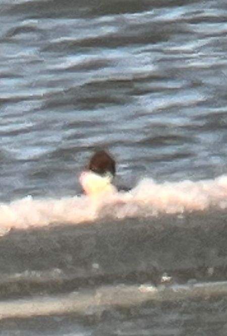 Harle piette  - Oliver Kail