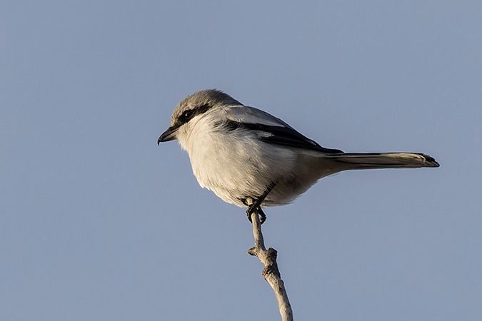 Pie-grièche grise  - Werner Manfred Türtscher