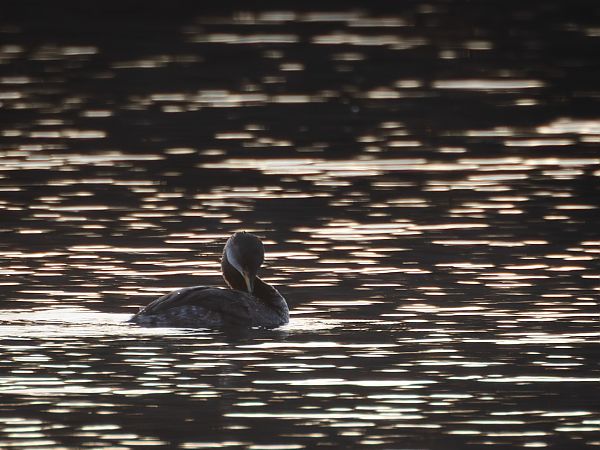 Grèbe jougris  - Peter Wittemann