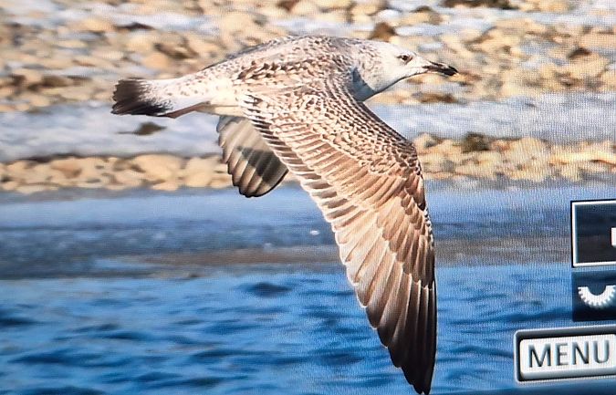 Goéland pontique  - Dietmar Walter