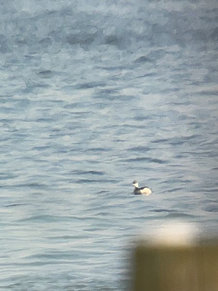 Grèbe esclavon  - Herta Mangeng