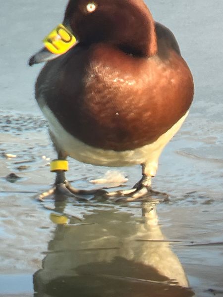 Fuligule nyroca  - Herta Mangeng