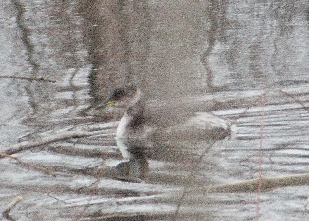 Grèbe jougris  - Elisabeth Ortner