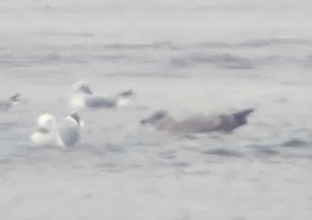 Goéland argenté  - Alfred Mathis