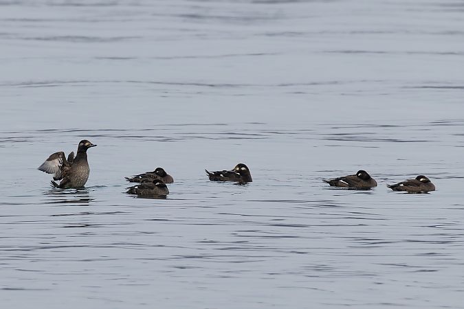 Macreuse brune  - Viehböck Helga