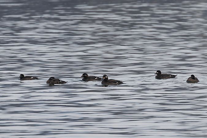 Macreuse brune  - Viehböck Helga