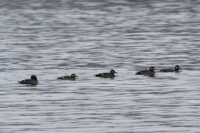Macreuse brune  - Viehböck Helga