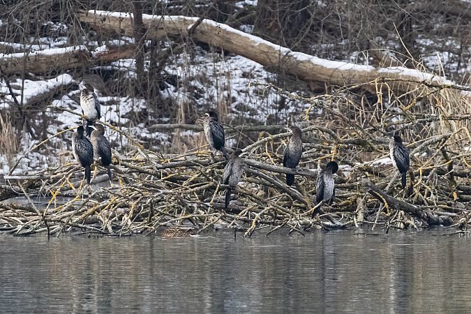 Cormoran pygmée  - Viehböck Helga