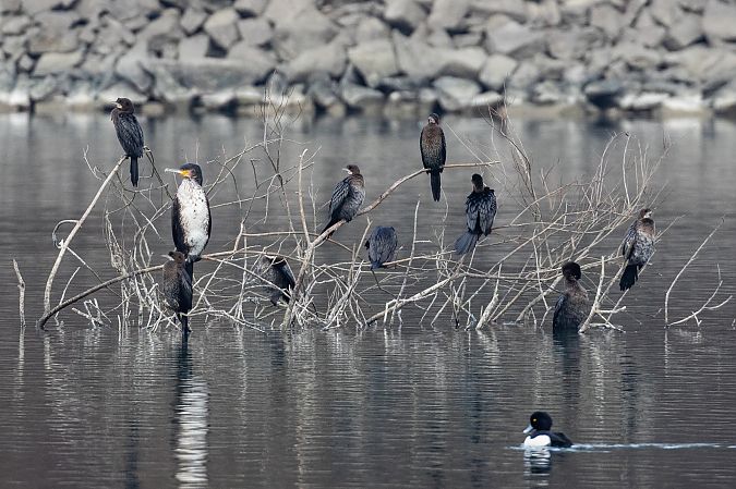 Cormoran pygmée  - Viehböck Helga