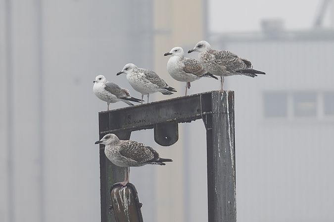 Goéland argenté  - Viehböck Helga
