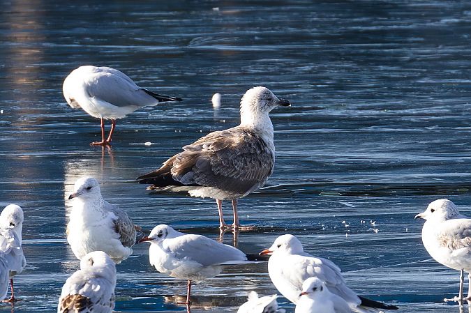 Goéland argenté  - Viehböck Helga
