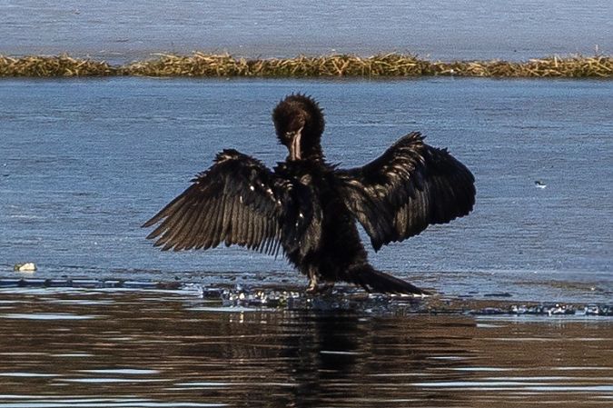 Cormoran pygmée  - Viehböck Helga