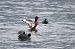 Fuligule nyroca  - Helmut Kräuter