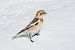 Bruant des neiges 