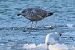 Goéland argenté  - Jakob Vratny