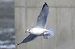 Goéland argenté  - Patrick Mösinger